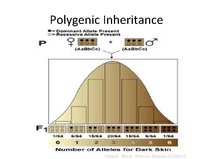 Polygenic Inheritance 