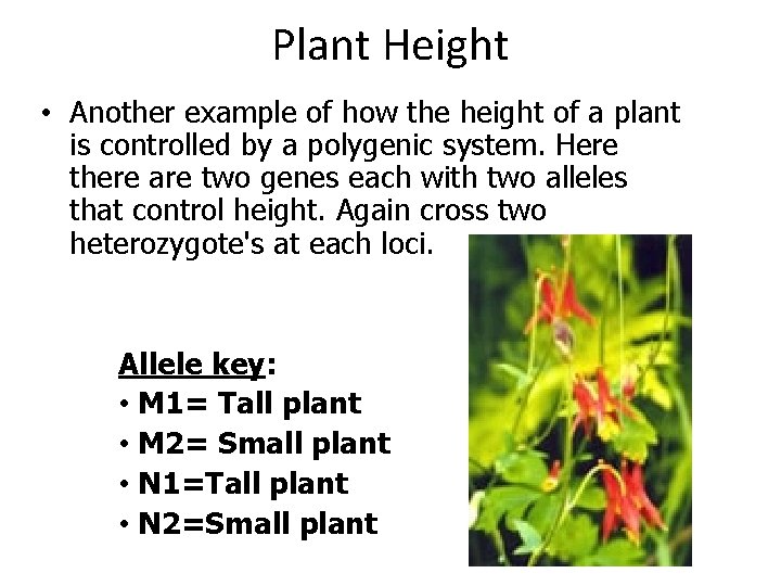 Plant Height • Another example of how the height of a plant is controlled