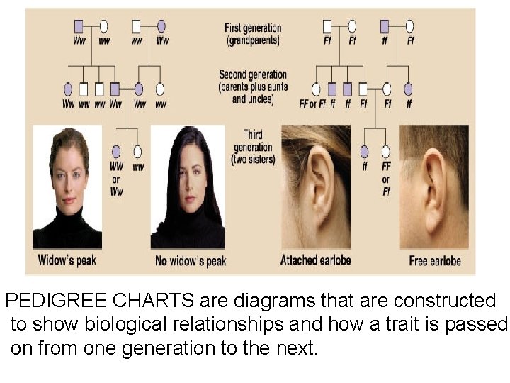 PEDIGREE CHARTS are diagrams that are constructed to show biological relationships and how a