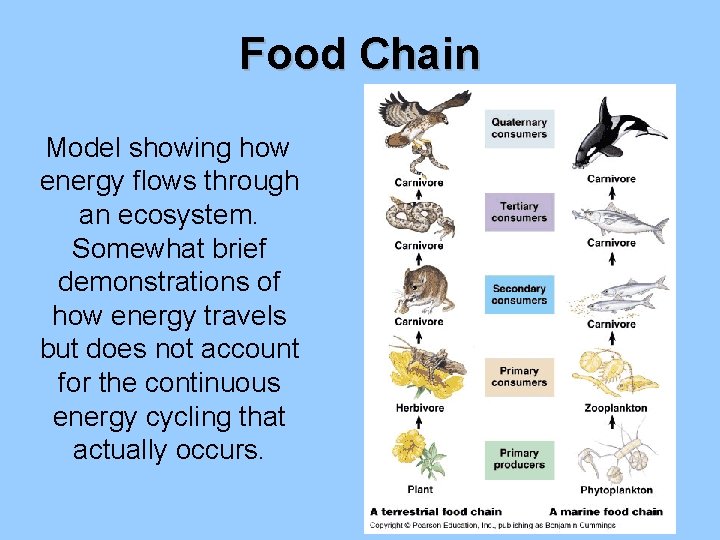 Food Chain Model showing how energy flows through an ecosystem. Somewhat brief demonstrations of
