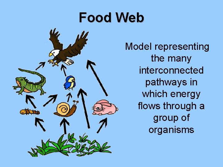 Food Web Model representing the many interconnected pathways in which energy flows through a