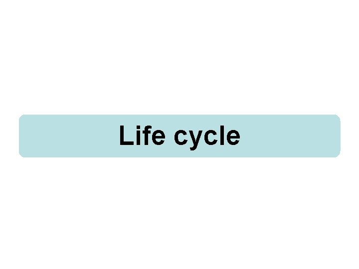 Life cycle 