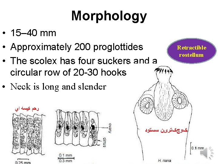 Morphology • 15– 40 mm • Approximately 200 proglottides • The scolex has four