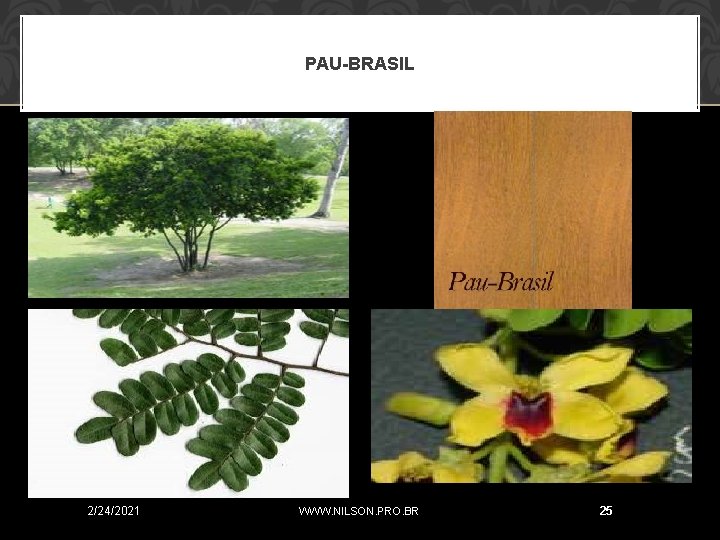 PAU-BRASIL 2/24/2021 WWW. NILSON. PRO. BR 25 