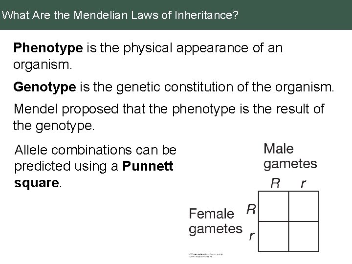 What Are the Mendelian Laws of Inheritance? Phenotype is the physical appearance of an