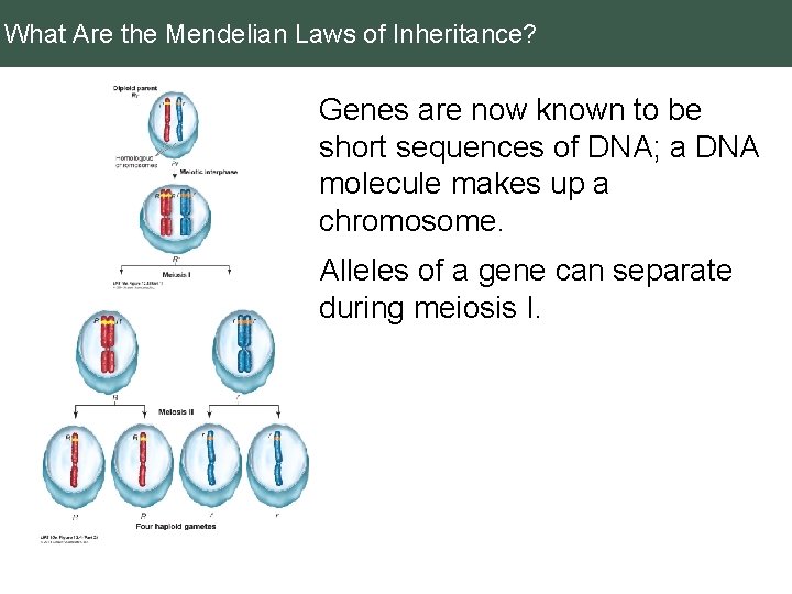 What Are the Mendelian Laws of Inheritance? Genes are now known to be short