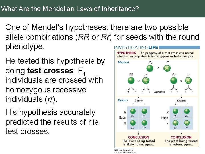 What Are the Mendelian Laws of Inheritance? One of Mendel’s hypotheses: there are two