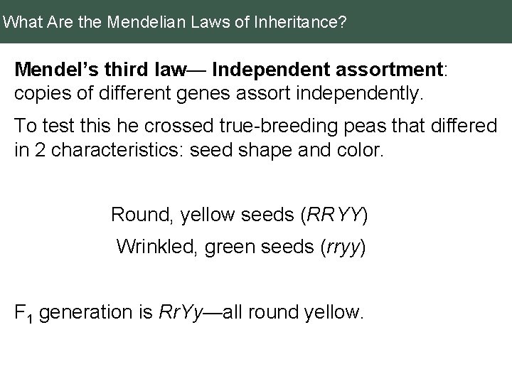 What Are the Mendelian Laws of Inheritance? Mendel’s third law— Independent assortment: copies of