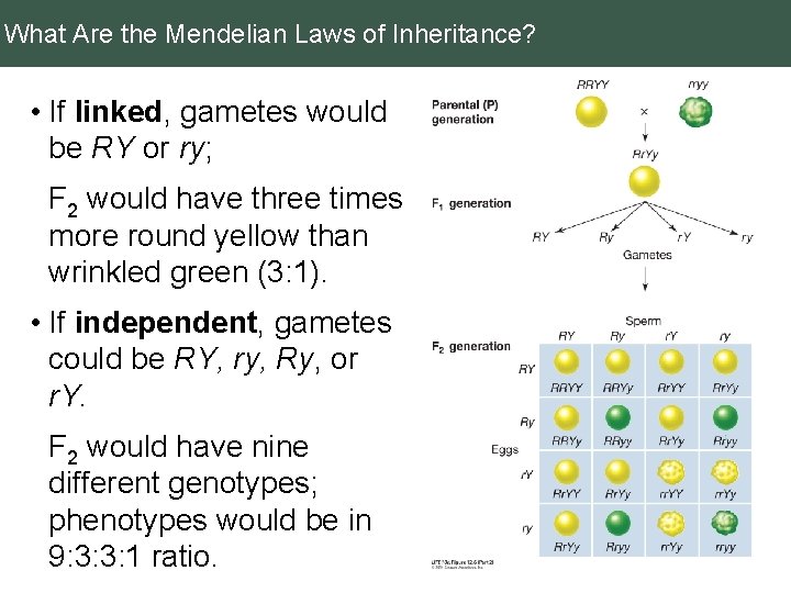 What Are the Mendelian Laws of Inheritance? • If linked, gametes would be RY