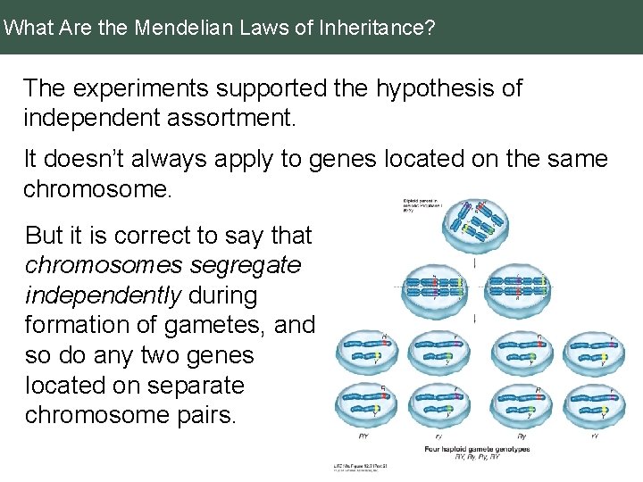 What Are the Mendelian Laws of Inheritance? The experiments supported the hypothesis of independent
