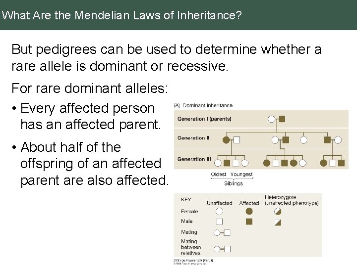What Are the Mendelian Laws of Inheritance? But pedigrees can be used to determine