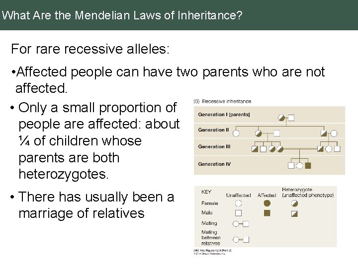 What Are the Mendelian Laws of Inheritance? For rare recessive alleles: • Affected people