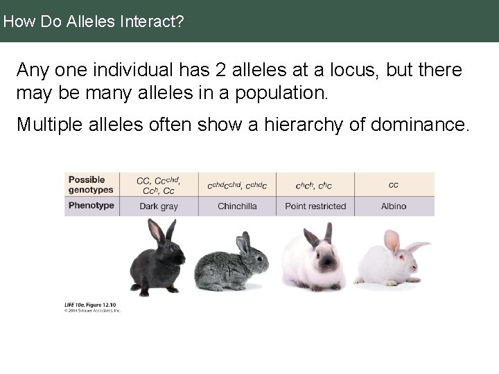 How Do Alleles Interact? Any one individual has 2 alleles at a locus, but