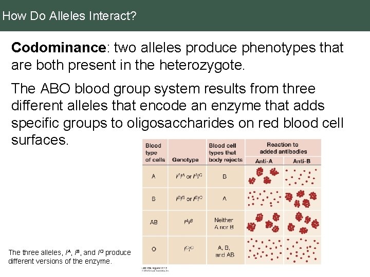 How Do Alleles Interact? Codominance: two alleles produce phenotypes that are both present in