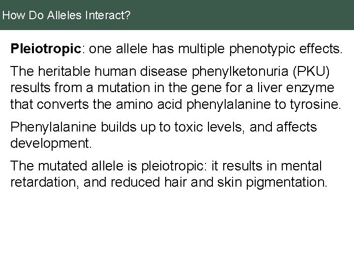 How Do Alleles Interact? Pleiotropic: one allele has multiple phenotypic effects. The heritable human