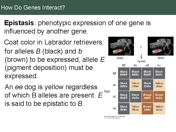How Do Genes Interact? Epistasis: phenotypic expression of one gene is influenced by another