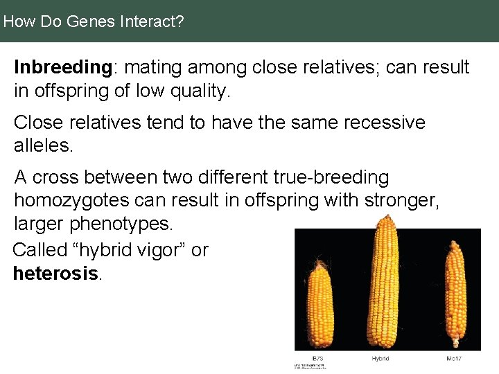 How Do Genes Interact? Inbreeding: mating among close relatives; can result in offspring of