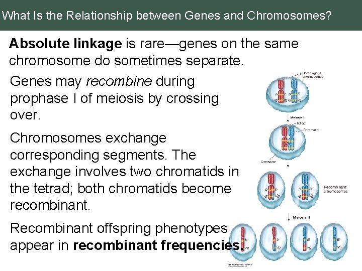 What Is the Relationship between Genes and Chromosomes? Absolute linkage is rare—genes on the
