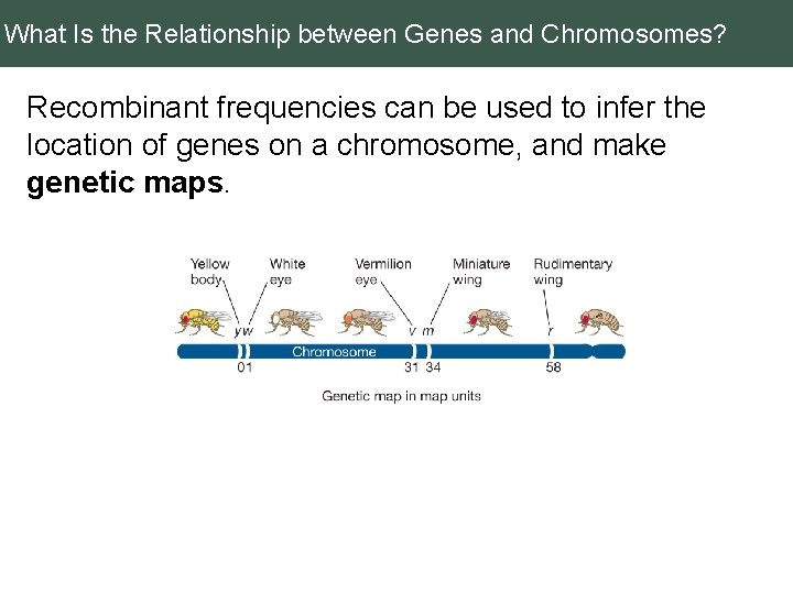 What Is the Relationship between Genes and Chromosomes? Recombinant frequencies can be used to