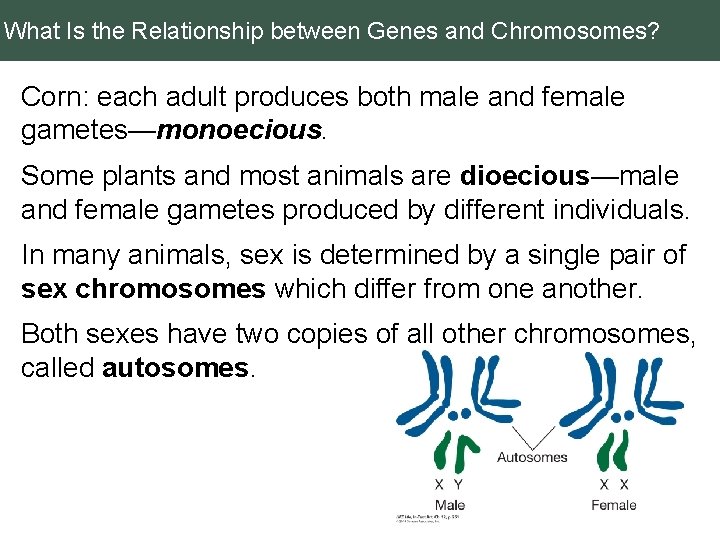 What Is the Relationship between Genes and Chromosomes? Corn: each adult produces both male