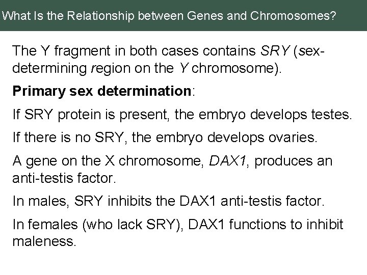 What Is the Relationship between Genes and Chromosomes? The Y fragment in both cases