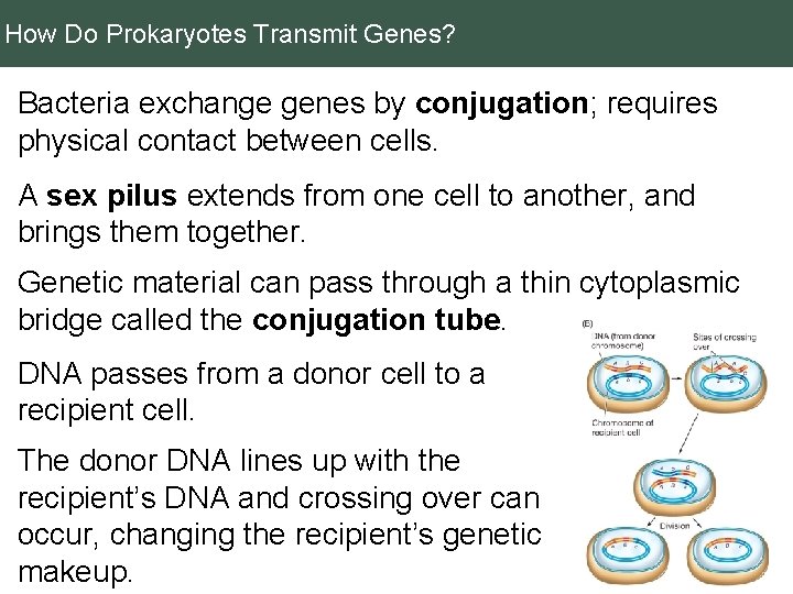 How Do Prokaryotes Transmit Genes? Bacteria exchange genes by conjugation; requires physical contact between