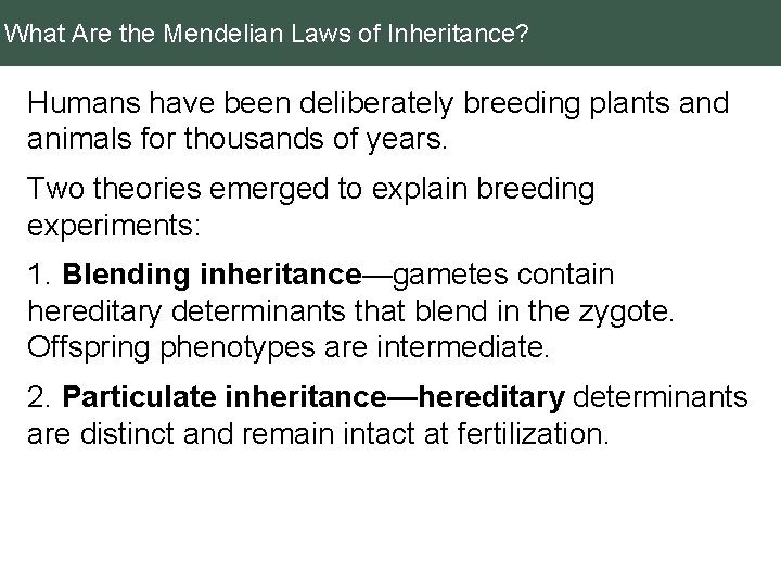 What Are the Mendelian Laws of Inheritance? Humans have been deliberately breeding plants and