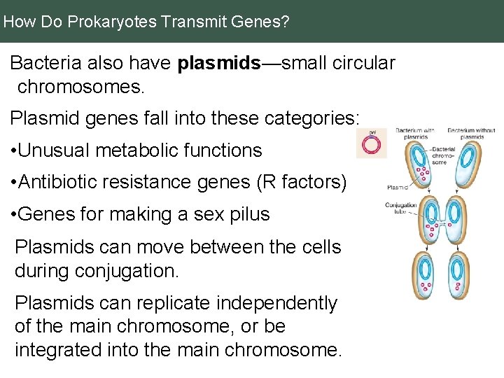 How Do Prokaryotes Transmit Genes? Bacteria also have plasmids—small circular chromosomes. Plasmid genes fall