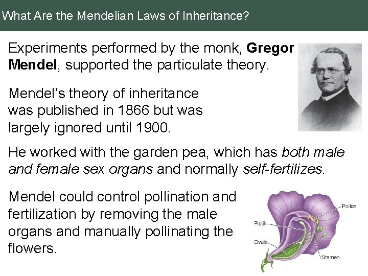 What Are the Mendelian Laws of Inheritance? Experiments performed by the monk, Gregor Mendel,