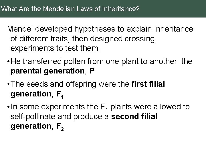 What Are the Mendelian Laws of Inheritance? Mendel developed hypotheses to explain inheritance of