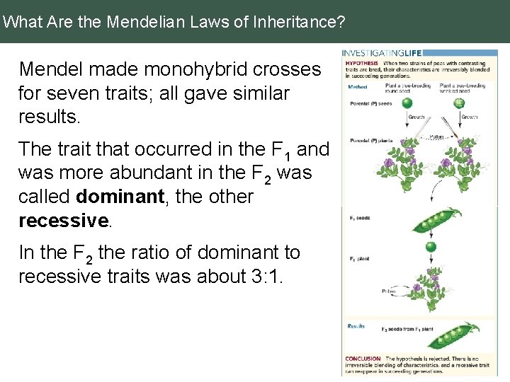 What Are the Mendelian Laws of Inheritance? Mendel made monohybrid crosses for seven traits;