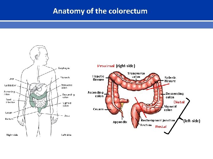 Anatomy of the colorectum (right-side) (left-side) 