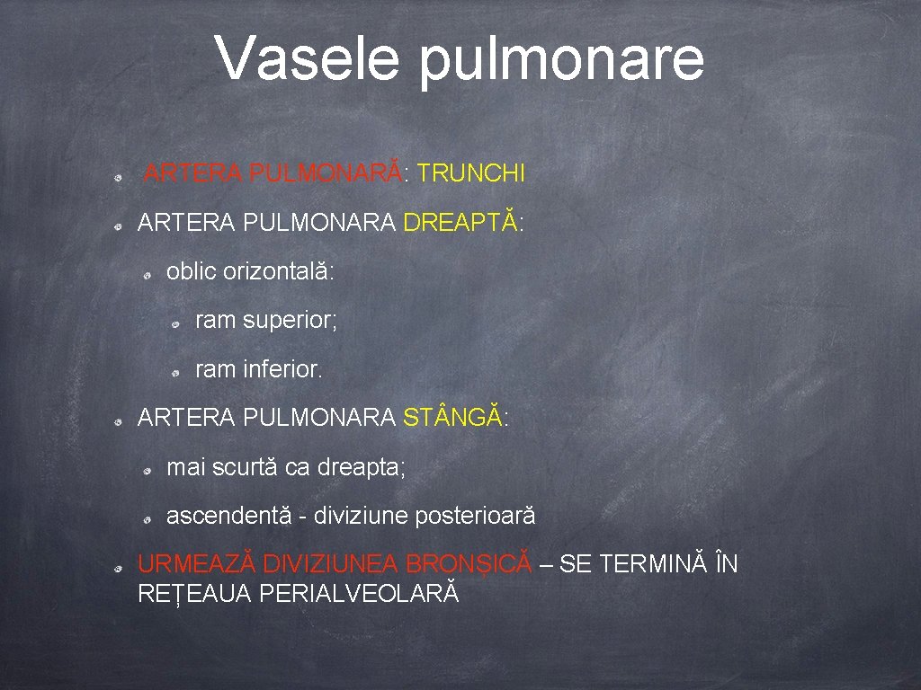 Vasele pulmonare ARTERA PULMONARĂ: TRUNCHI ARTERA PULMONARA DREAPTĂ: oblic orizontală: ram superior; ram inferior.