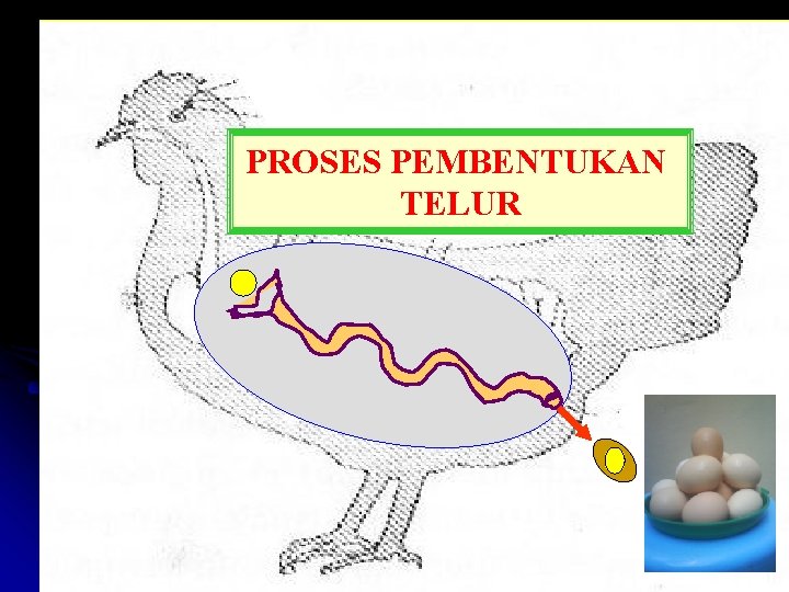 PROSES PEMBENTUKAN TELUR 