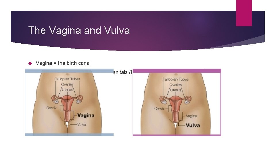 The Vagina and Vulva Vagina = the birth canal Vulva = outer part of