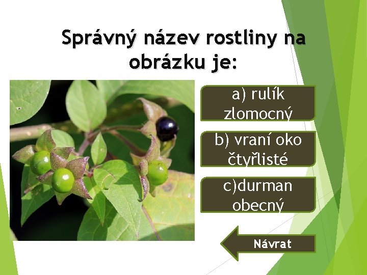 Správný název rostliny na obrázku je: a) rulík zlomocný b) vraní oko čtyřlisté c)durman Správný název rostliny na obrázku je: a) rulík zlomocný b) vraní oko čtyřlisté c)durman