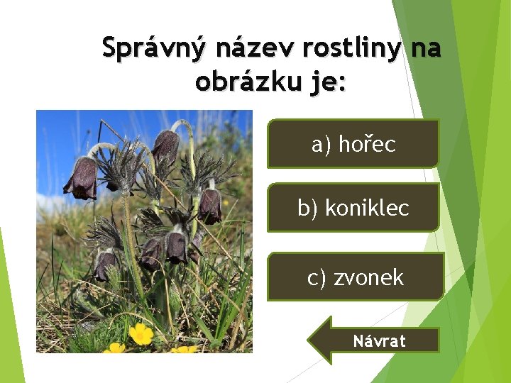 Správný název rostliny na obrázku je: a) hořec b) koniklec c) zvonek Návrat Správný název rostliny na obrázku je: a) hořec b) koniklec c) zvonek Návrat