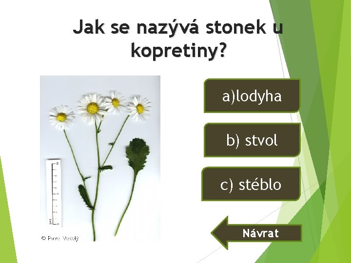 Jak se nazývá stonek u kopretiny? a)lodyha b) stvol c) stéblo Návrat Jak se nazývá stonek u kopretiny? a)lodyha b) stvol c) stéblo Návrat