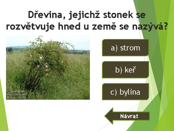 Dřevina, jejichž stonek se rozvětvuje hned u země se nazývá? a) strom b) keř Dřevina, jejichž stonek se rozvětvuje hned u země se nazývá? a) strom b) keř