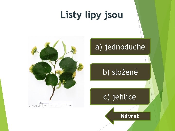 Listy lípy jsou a) jednoduché b) složené c) jehlice Návrat Listy lípy jsou a) jednoduché b) složené c) jehlice Návrat