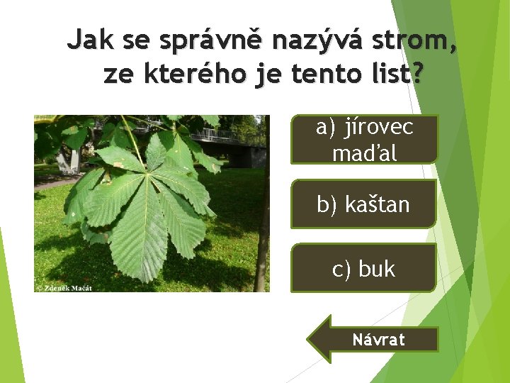 Jak se správně nazývá strom, ze kterého je tento list? a) jírovec maďal b) Jak se správně nazývá strom, ze kterého je tento list? a) jírovec maďal b)