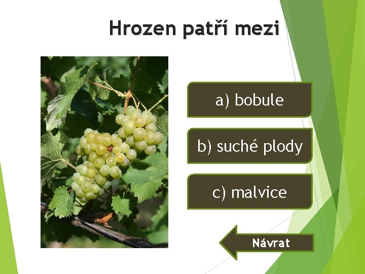 Hrozen patří mezi a) bobule b) suché plody c) malvice Návrat Hrozen patří mezi a) bobule b) suché plody c) malvice Návrat