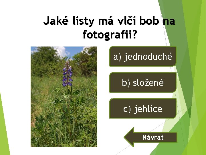 Jaké listy má vlčí bob na fotografii? a) jednoduché b) složené c) jehlice Návrat Jaké listy má vlčí bob na fotografii? a) jednoduché b) složené c) jehlice Návrat