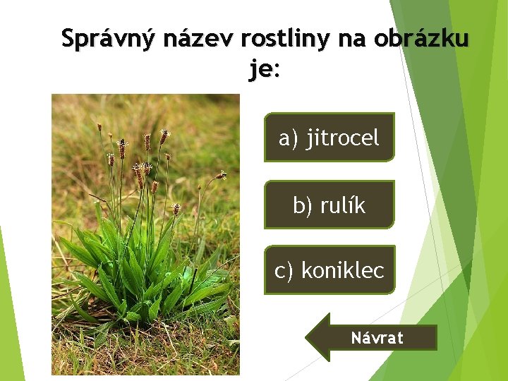 Správný název rostliny na obrázku je: a) jitrocel b) rulík c) koniklec Návrat Správný název rostliny na obrázku je: a) jitrocel b) rulík c) koniklec Návrat
