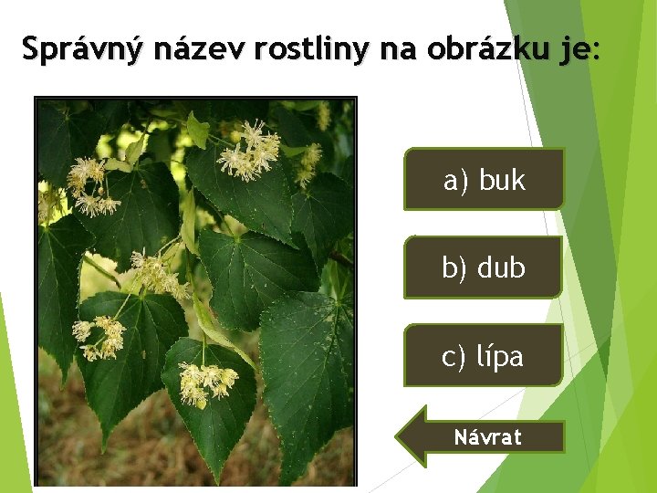 Správný název rostliny na obrázku je: a) buk b) dub c) lípa Návrat Správný název rostliny na obrázku je: a) buk b) dub c) lípa Návrat