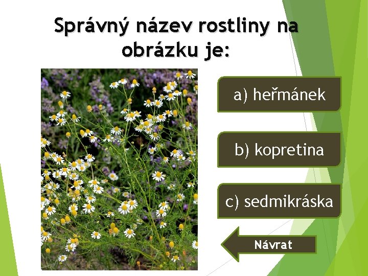 Správný název rostliny na obrázku je: a) heřmánek b) kopretina c) sedmikráska Návrat Správný název rostliny na obrázku je: a) heřmánek b) kopretina c) sedmikráska Návrat