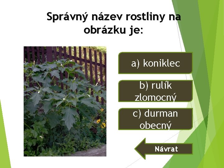 Správný název rostliny na obrázku je: a) koniklec b) rulík zlomocný c) durman obecný Správný název rostliny na obrázku je: a) koniklec b) rulík zlomocný c) durman obecný