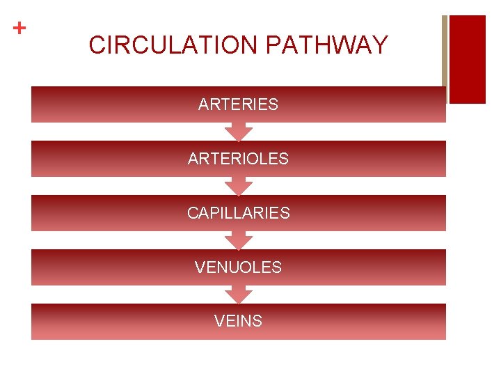 + CIRCULATION PATHWAY ARTERIES ARTERIOLES CAPILLARIES VENUOLES VEINS 