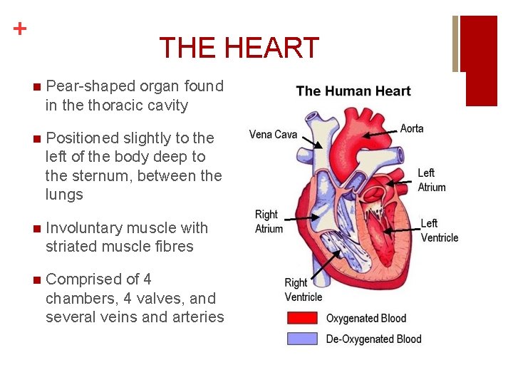 + THE HEART n Pear-shaped organ found in the thoracic cavity n Positioned slightly