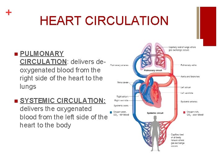 + HEART CIRCULATION n PULMONARY CIRCULATION: delivers deoxygenated blood from the right side of